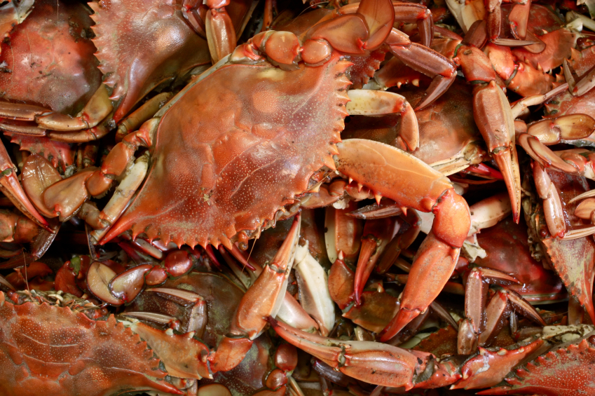 baltimore-style steamed crabs costas inn