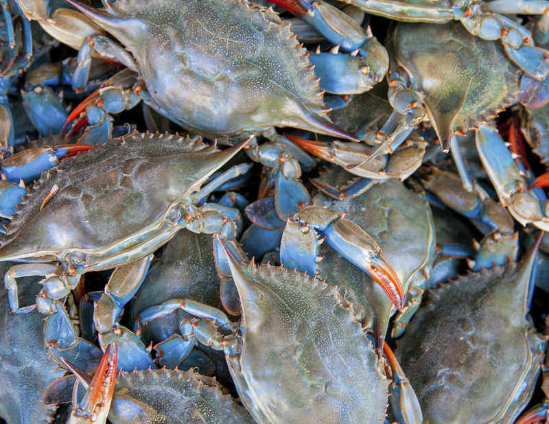 7 Fun Blue Crab Facts