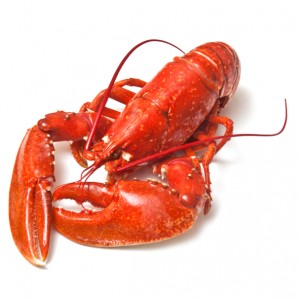 Let’s Learn More About Lobsters! 