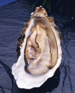 oyster population