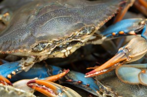 5 Surprising Facts About Maryland Crabs