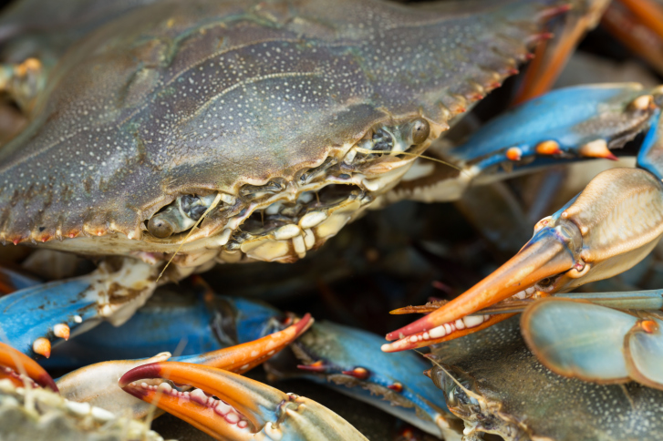 summer costas inn baltimore blue crabs