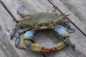 Let’s Learn More About Blue Crabs!