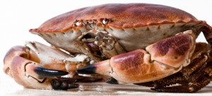 Giant Atlantic Crab with big Pincers