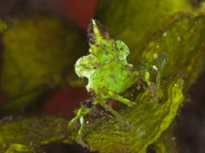 Arrowhead Crab (Huenia heraldica)