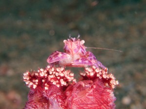 Soft coral porcelain crab with eggs, Raja Ampat, Indonesia