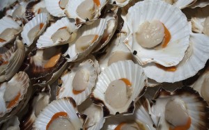  There are many species of crab to eat, an endless list of fish, and even different types of shrimp to indulge in.  Did you know there are actually two different kinds of scallops, too?