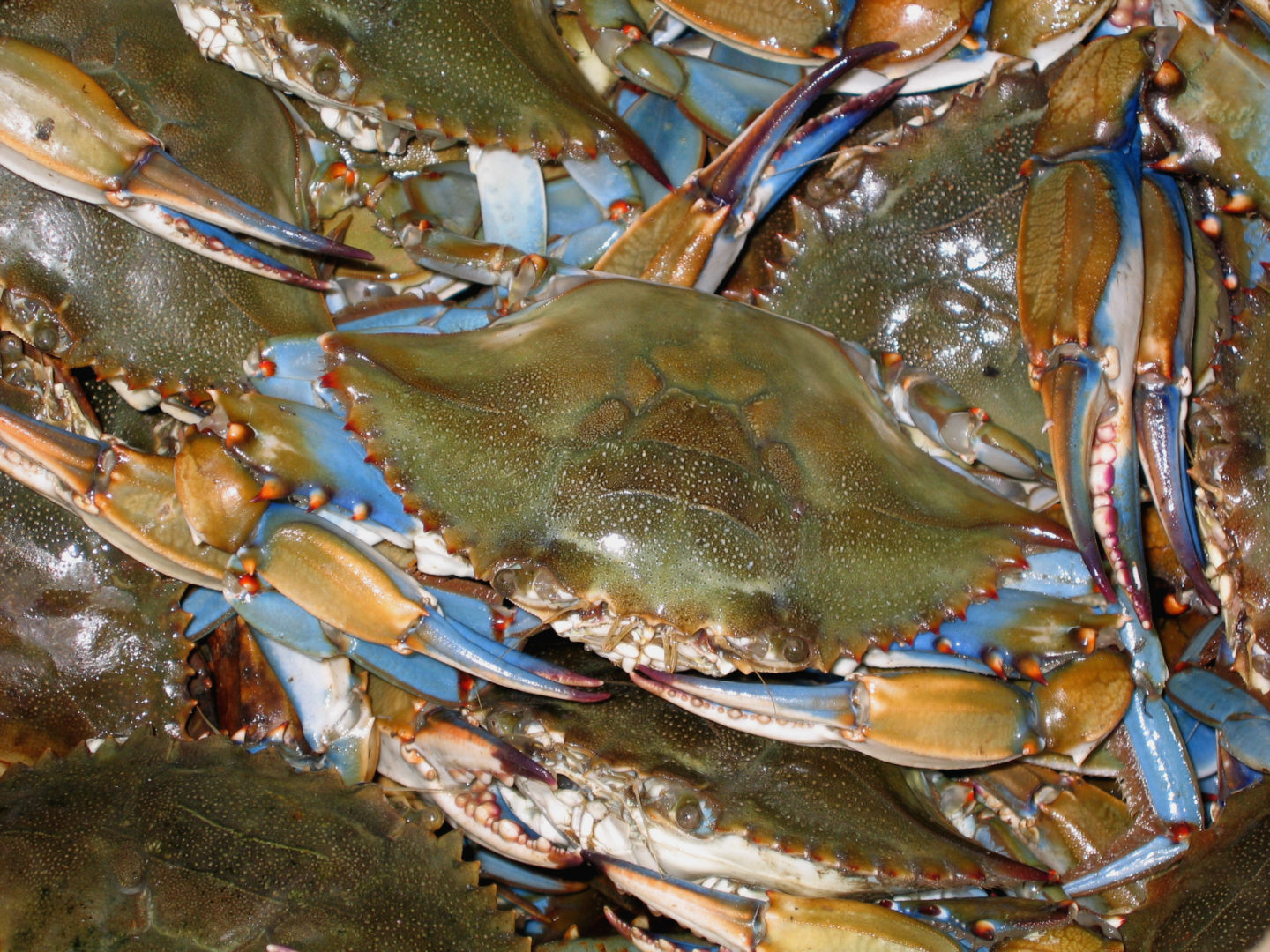 Fun Facts About Blue Crabs - Costas Inn
