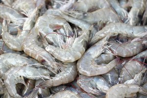 5 Interesting Facts About Shrimp 